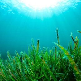 Ciencia tecnología y Ambiente